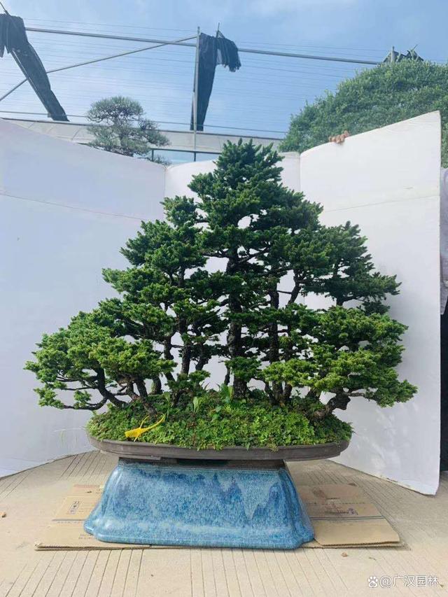 虾夷松盆景怎么移栽