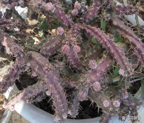 这4种“懒人花”，怎么捣腾都不死，最适合新手养！