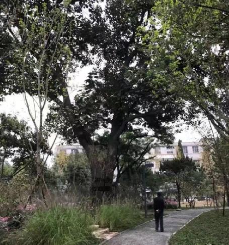 留白增绿，铺就首都高质量发展的亮丽底色