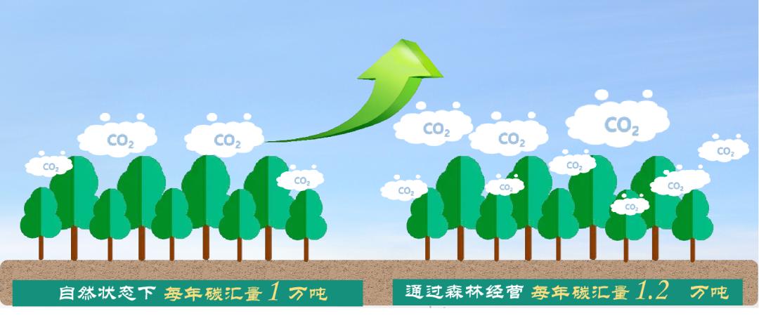 种树还能赚钱？一起来了解林业碳汇