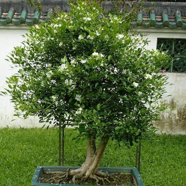 只因花香太浓，很多花友不敢养在室内，只能栽种在庭院里