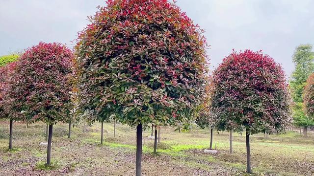 石楠为啥这么流行？石楠花又腥又臭，为何还大面积种？有替代的吗