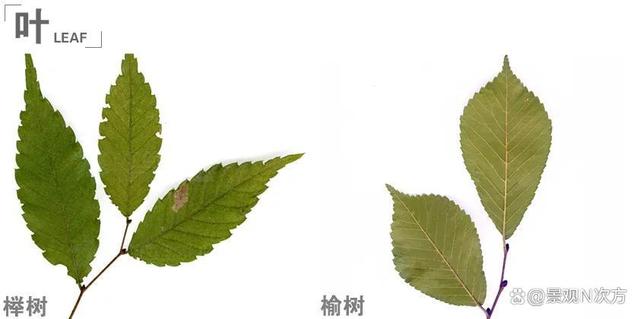 景观绿化中易混淆的植物品种。还在傻傻分不清吗