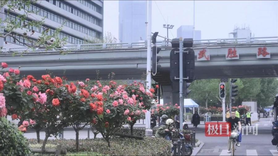 武汉：请叫我“玫瑰之城”