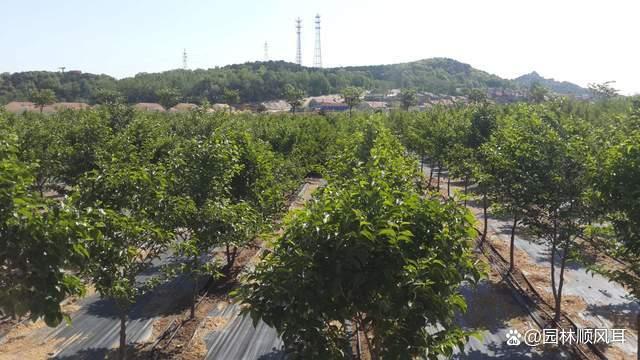 警惕四种假苗：日本雪铃树，日本四照花，英格兰山楂，欧洲鹅耳枥