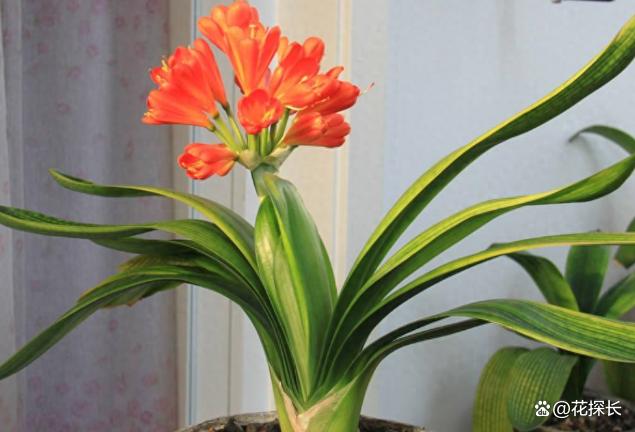 秋冬时节，养这5种花注意了：它们最怕浇水，浇一盆枯一盆