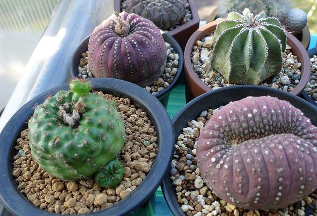 养仙人球，有“一点”非常关键，根系茁壮，顺利开花，又肥又壮