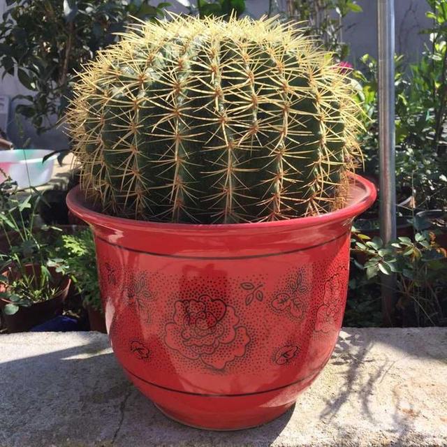 养仙人球，有“一点”非常关键，根系茁壮，顺利开花，又肥又壮