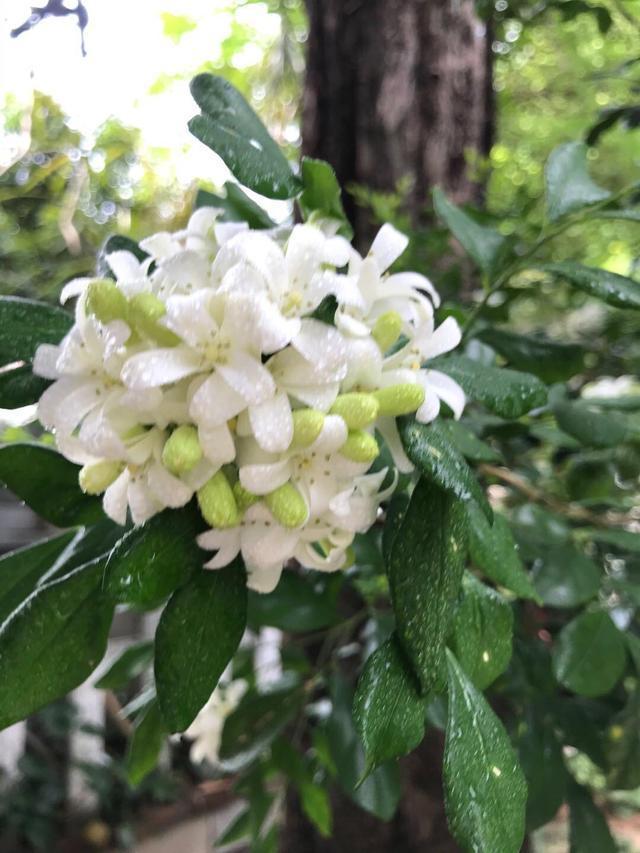 此花花色清新优雅，在院子里养一株，香气芬芳迷人，值得入手