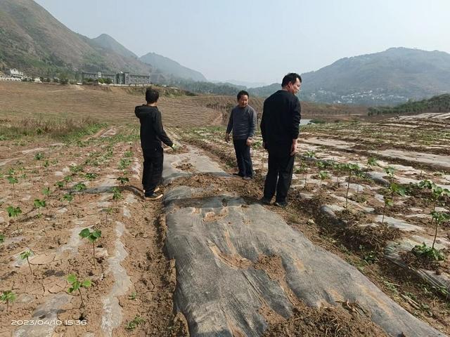 市林业局赴水城区调研指导山桐子育苗和种植示范基地建设