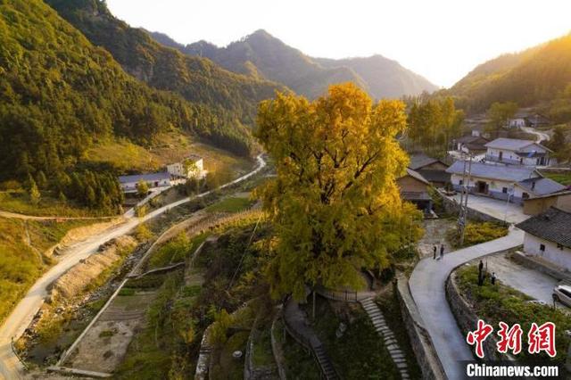 湖北十堰：古银杏惹人醉