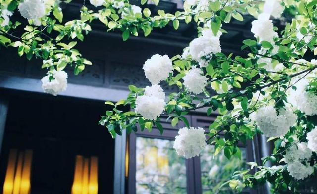 院子里栽木绣球，花球如雪，花开似海，一起来看看