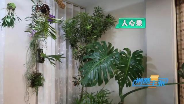 家里养花有啥讲究？这几点要注意