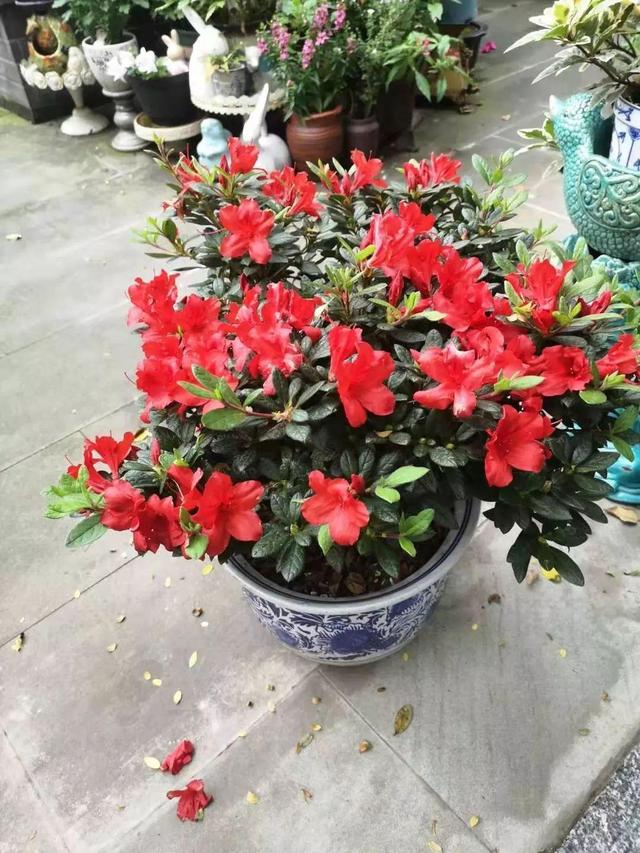 杜鹃花新品种—安酷杜鹃，更为皮实好养，花期延绵三季，值得拥有
