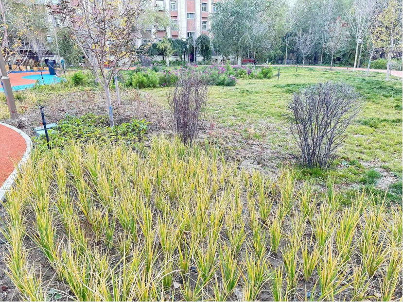 新增600亩绿地带来开放共享的水区绿化景观