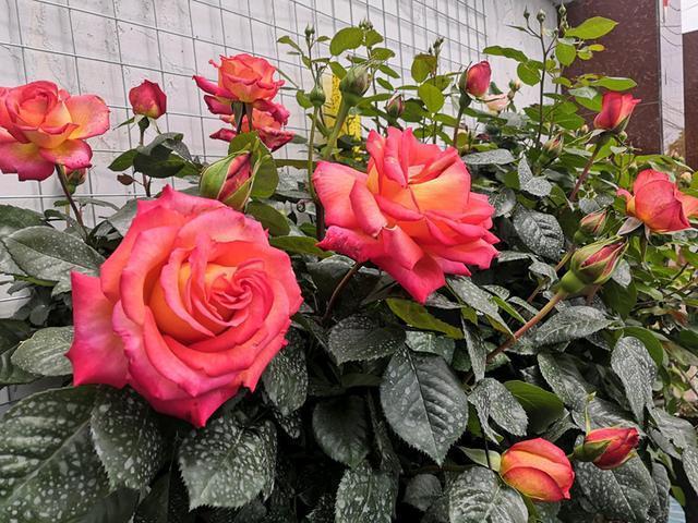 进入7月，月季度夏有“4怕”，小心叶黄、不开花，越养越烦