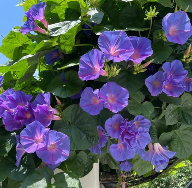 养花10年，我建议你在院子里种这9种花，体验“花开满院”的浪漫