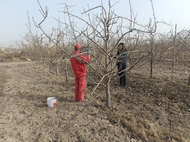 托布力其乡：人勤春来早 果树修剪忙