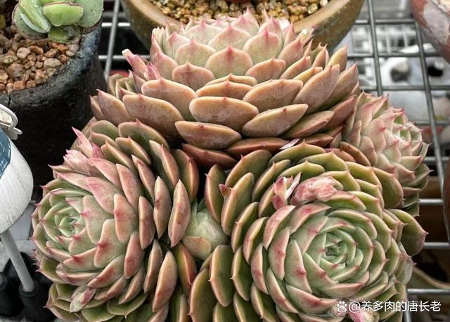 多肉昂斯诺度夏难吗？夏天应该怎么养？只花3分钟就让你了解清楚