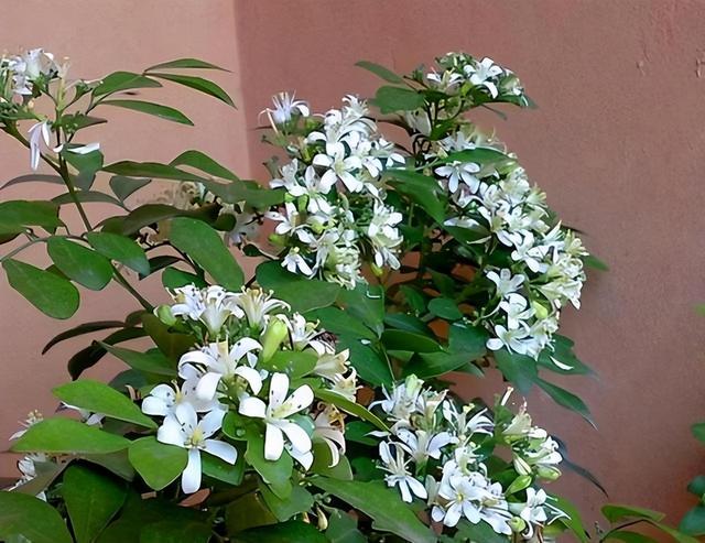院子里养九里香花，花香清香典雅，让人心旷神怡