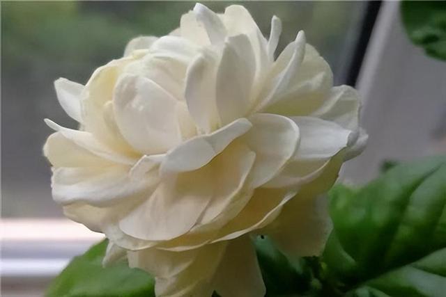 虎头茉莉，优秀的盆栽茉莉品种，花大美丽，芬芳好养，适合新手