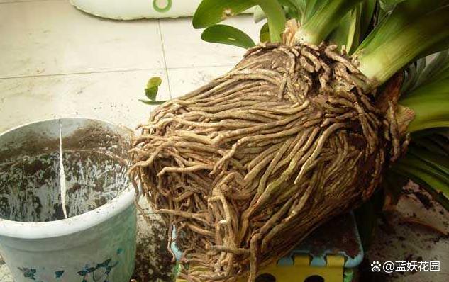 秋季盆栽换盆旺季来了，注意4个观察4点注意，换盆后盆栽长得旺