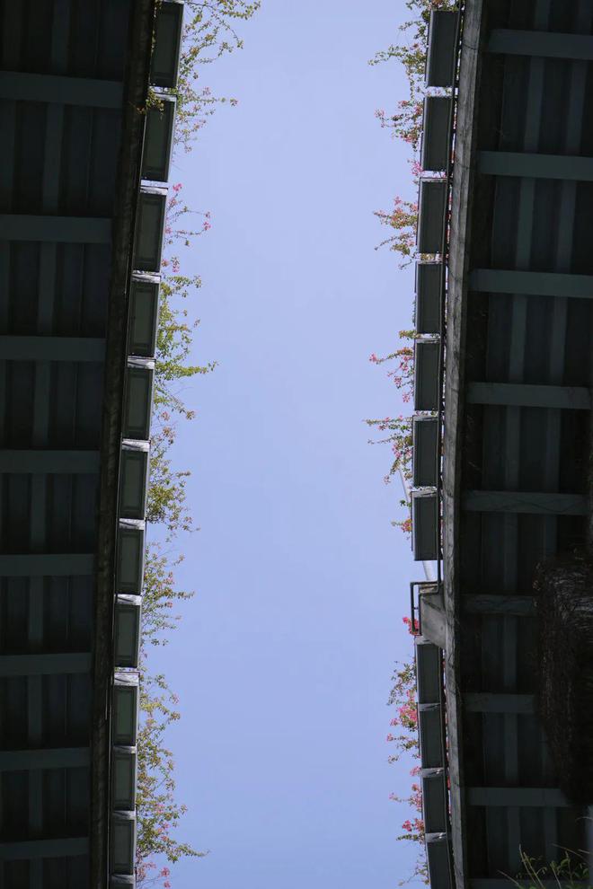 成都的绿化带，比开业花篮还热闹