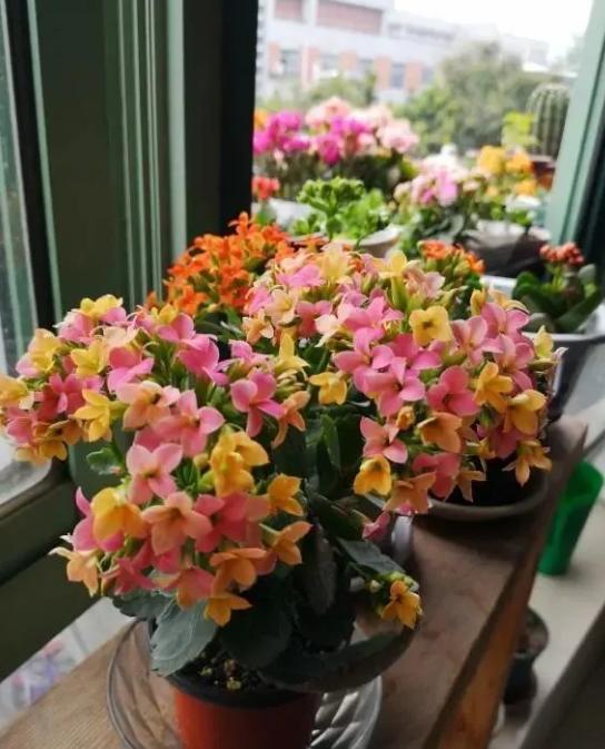 长寿花是否有毒？