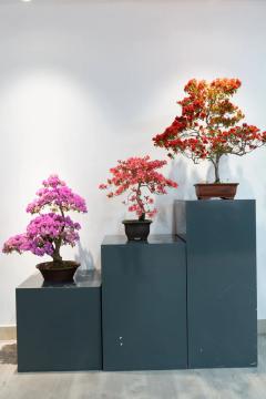 2023上海（国际）花展·滨江杜鹃花展盛装亮相