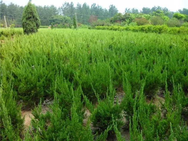 曾随处可见的7种“绿化树”，如今想见一种都难，不适合终会淘汰