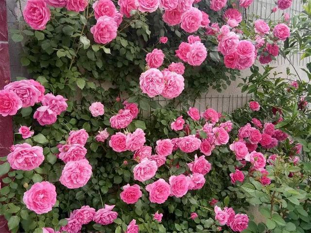 想拥有一面大花墙吗？养一棵“粉达”吧，多季开花，小阳台也能养