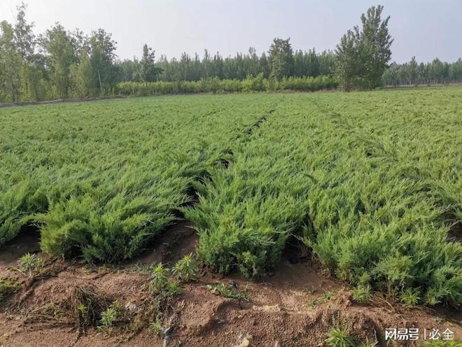 河北地区适用的60种灌木品种推荐