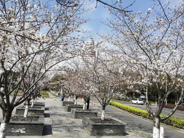打造四季多彩的道路景观！青浦新增一条上海市绿化特色道路