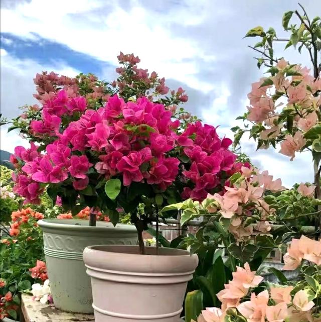 三角梅怎么催花？花后怎么修剪？花量太少要这样处理