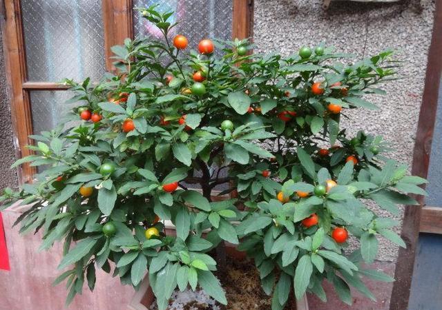 6种带“毒”的花，家里经常养，但越漂亮毒性越大，得小心点