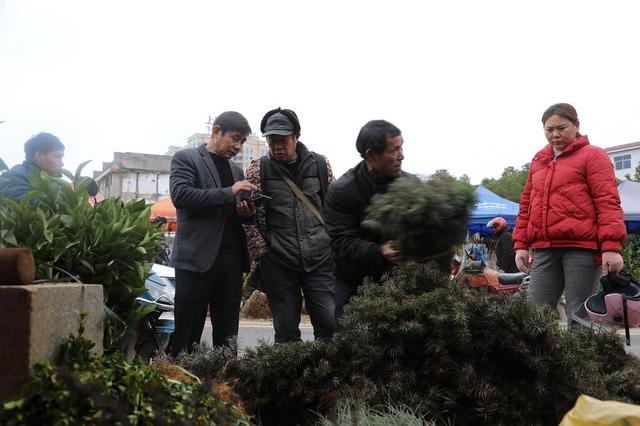新田：春暖宜种树 苗木交易忙