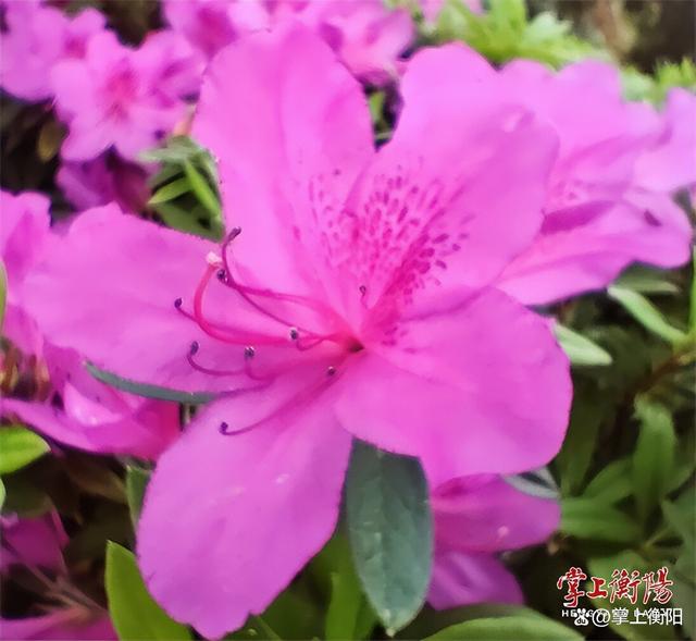 岳屏公园连片杜鹃花海即将盛放，准备去打卡吧！