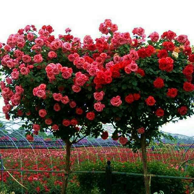 建议养花人：不论有没有院子，试着养这“开花机器”吧，美丽极了