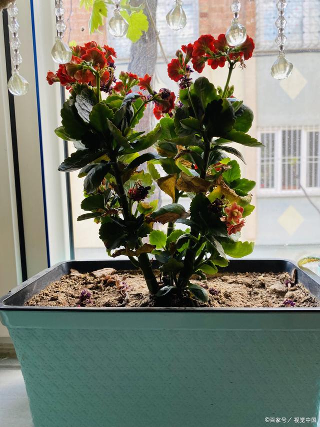 长寿花如何嫁接？