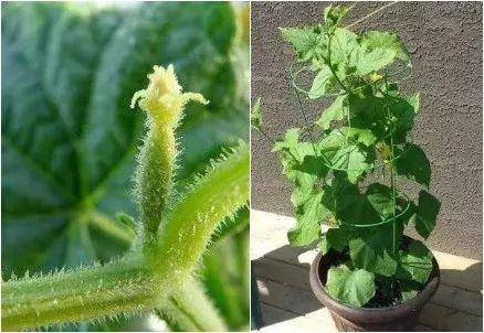 阳台养花老是收空盆？别急，用空盆学种6种菜，蔬菜自由惹人羡