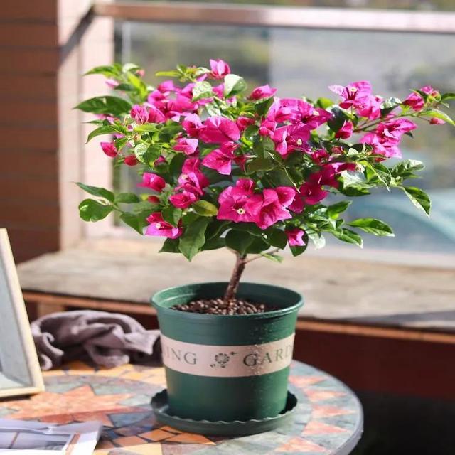 五一后，5种花要“富养”，“吃饱喝足”才能猛开花