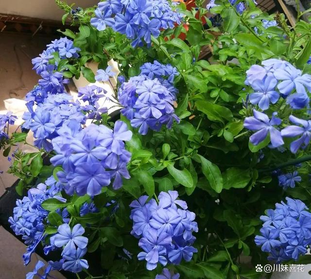 不足一平方的防盗窗，建议养上5种花，颜色鲜艳开成小花园