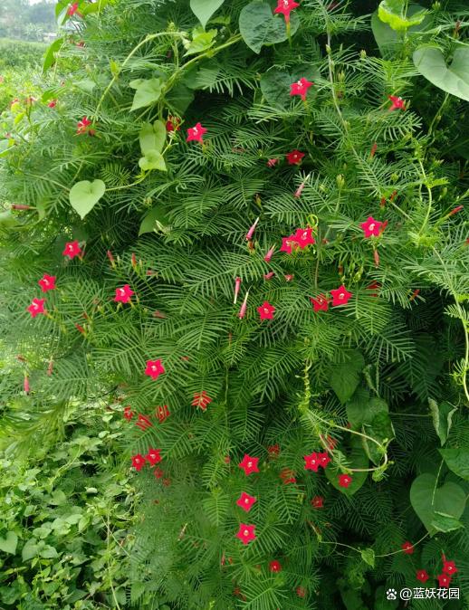 这6种花爬藤特别快，还很好养，夏天爬满架子很凉快