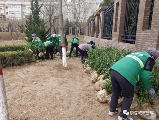 阳春三月 绿化补植补造正当时