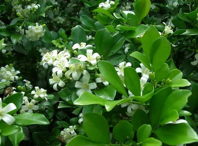 家有阳台别错过，此花比绿萝还好养，花开似海，满屋飘香