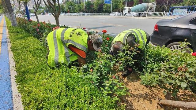 夏日护绿忙！7月以来烟台园林建设养护中心整治绿地406万平米