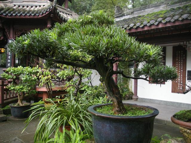 客厅养“树”，十家有九富，4种“吉祥树”，屋里一摆，养人旺家