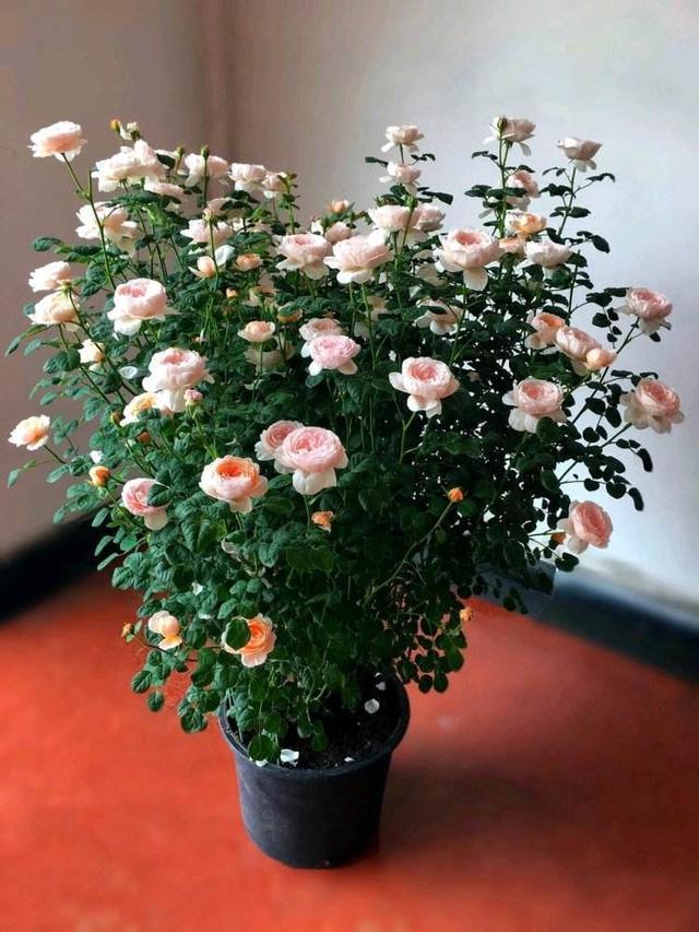 瑞典女王—月季界的颜值担当，又仙又美，皮实好养活，值得收藏