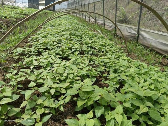 市林业局赴水城区调研指导山桐子育苗和种植示范基地建设