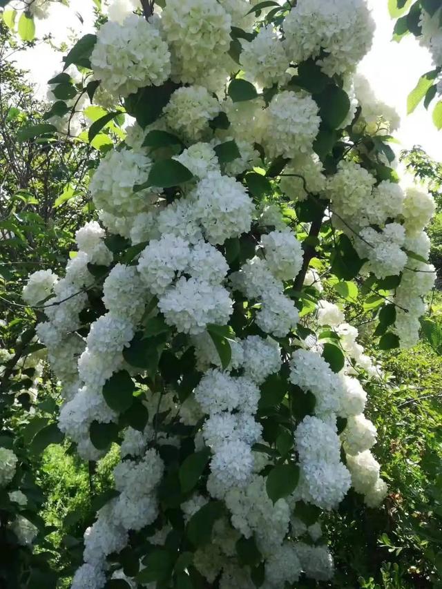 不会养花，也要养棵“它”，花开似海，让人迷恋，一起来看看